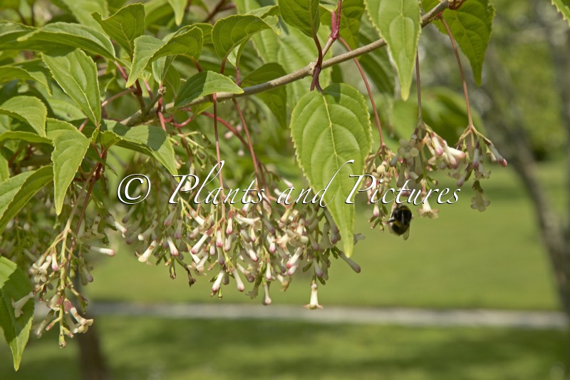 Viburnum erubescens