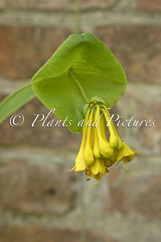 Lonicera subaequalis