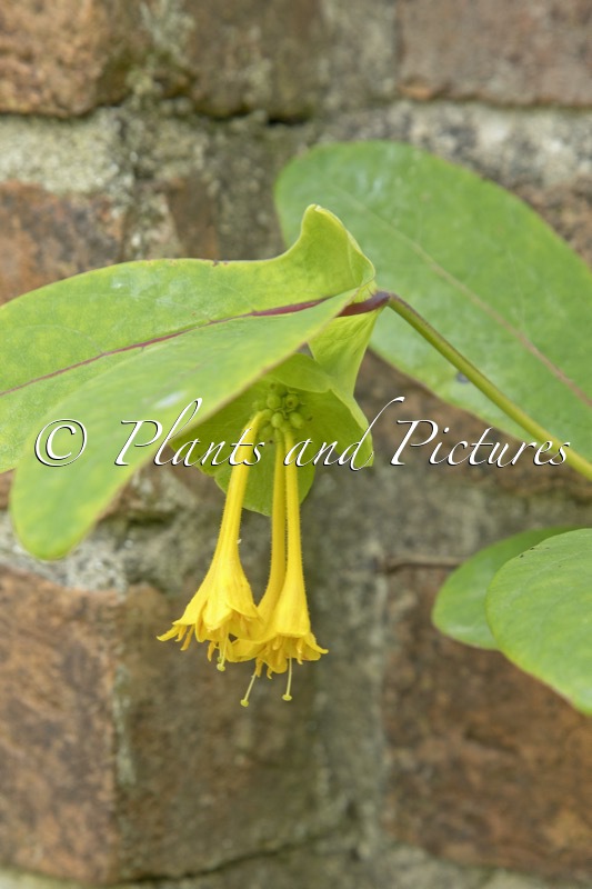 Lonicera subaequalis