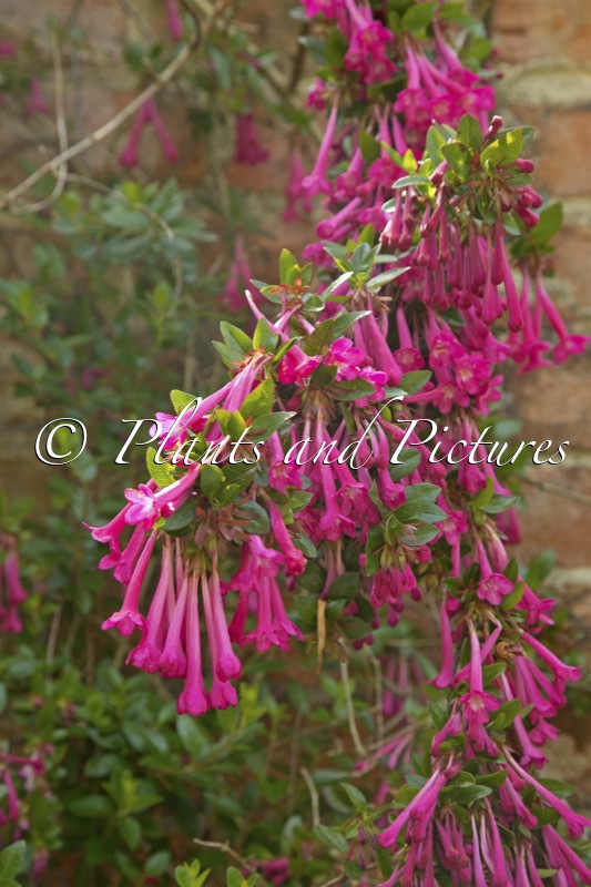 Abelia floribunda