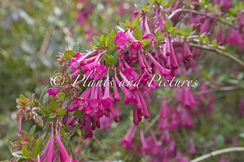 Abelia floribunda