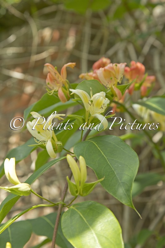 Lonicera calcarata