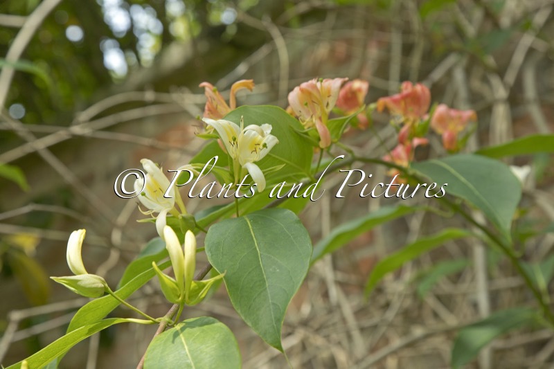 Lonicera calcarata