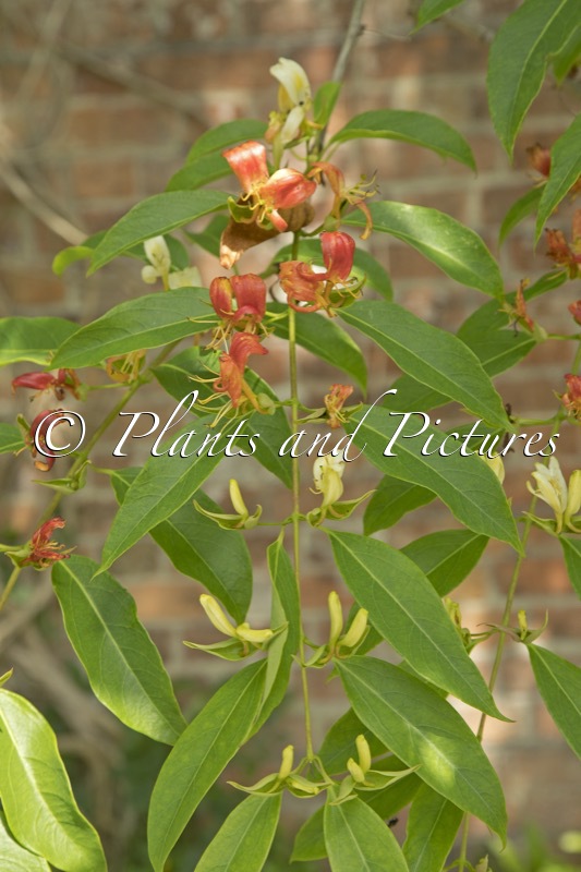 Lonicera calcarata