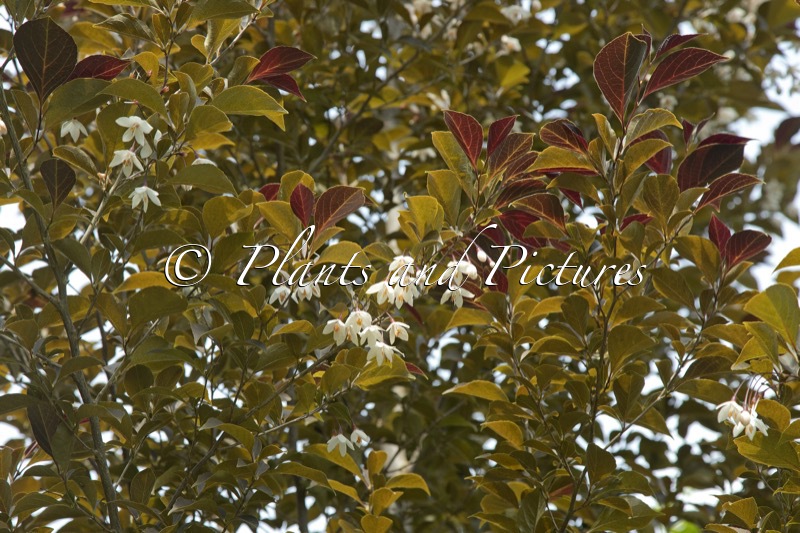 Styrax japonicus ‘Evening Light’
