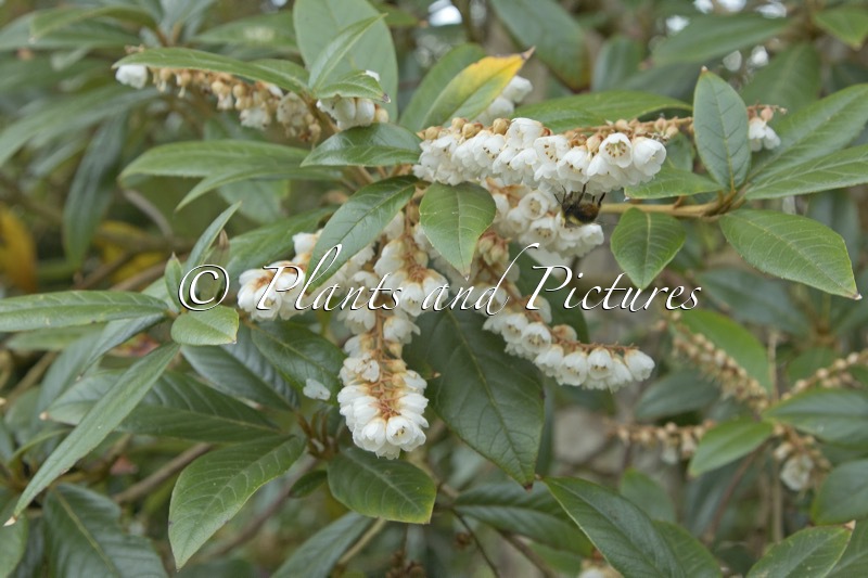Clethra luzmariae