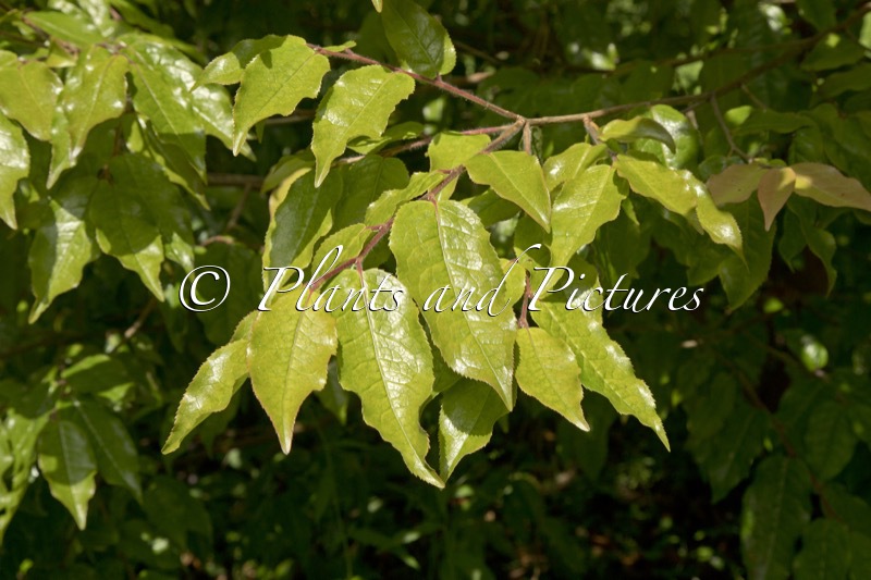 Camellia yunnanensis var. camellioides