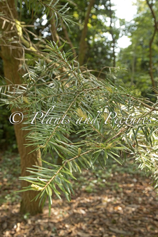 Keteleeria evelyniana