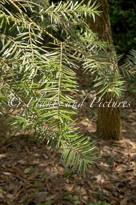 Keteleeria evelyniana