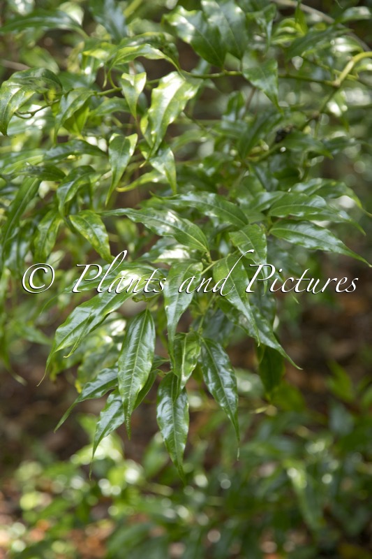Sarcococca wallichii