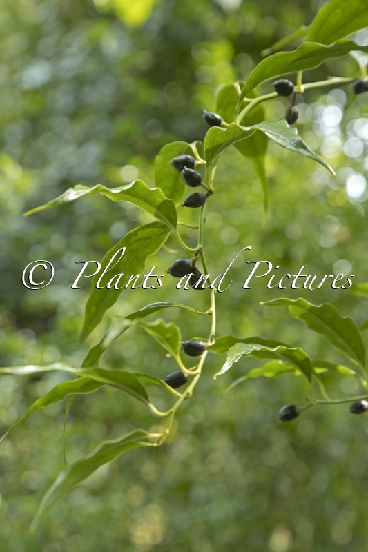 Sarcococca wallichii