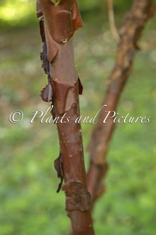 Rhododendron xanthostephanum