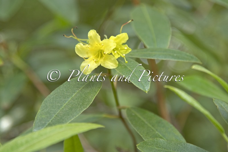 Rhododendron xanthostephanum