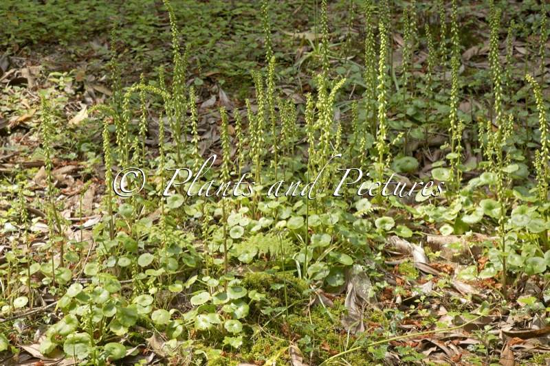 Umbilicus rupestris