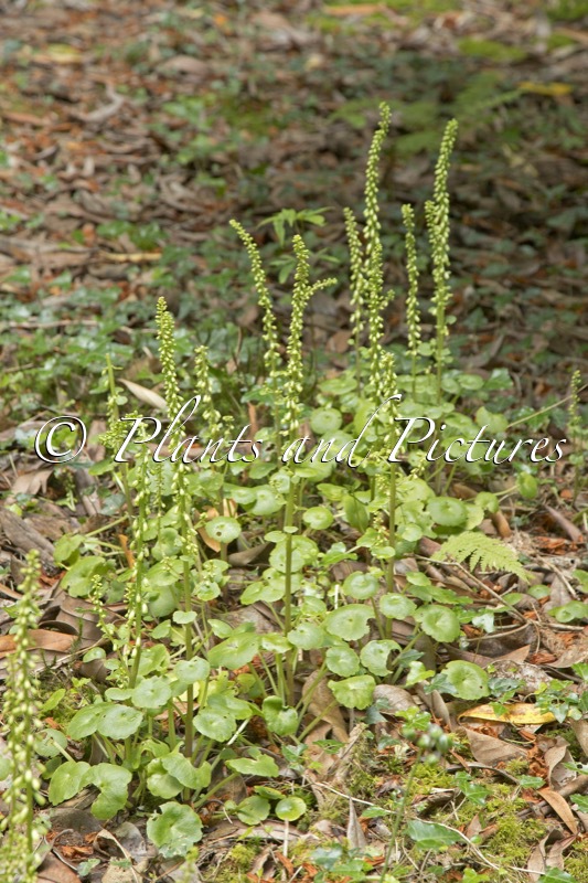 Umbilicus rupestris