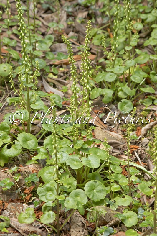 Umbilicus rupestris