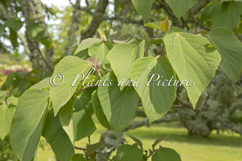 Mallotus japonicus