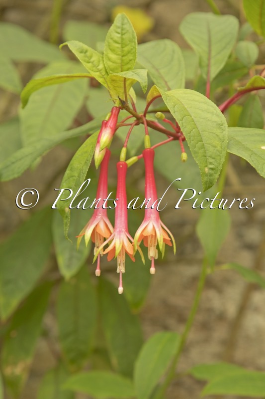 Fuchsia denticulata