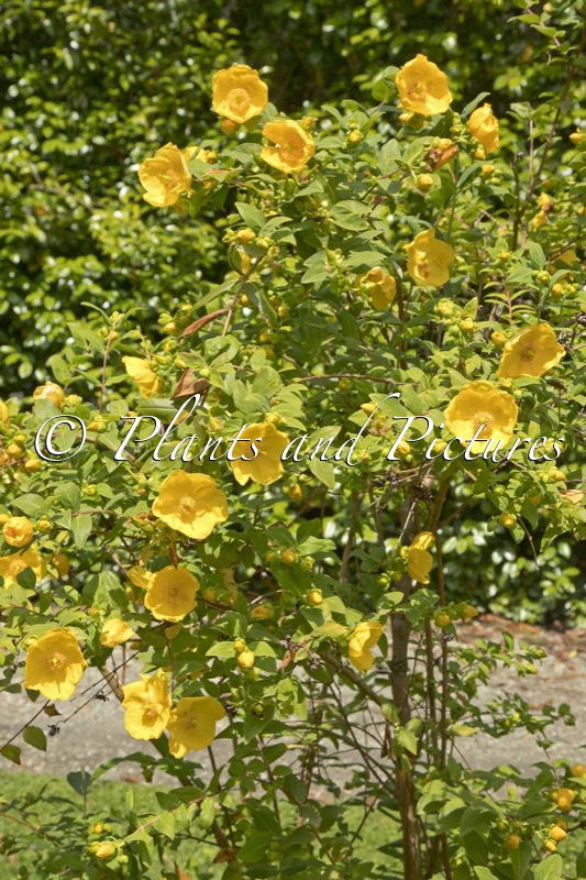 Hypericum ‘Rowallane’