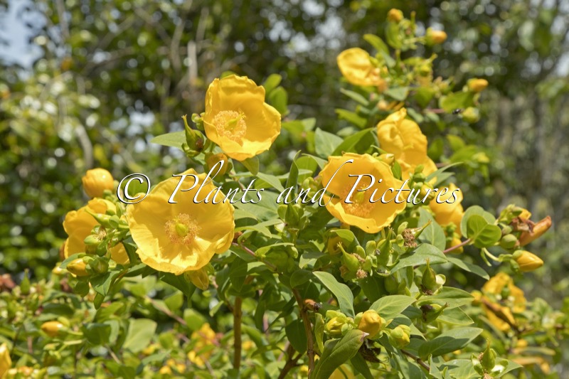 Hypericum ‘Rowallane’