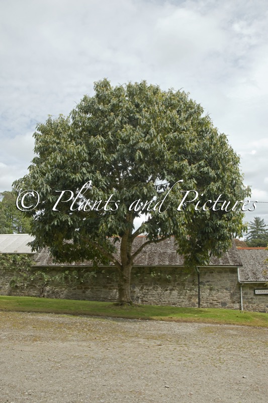 Lithocarpus kawakamii