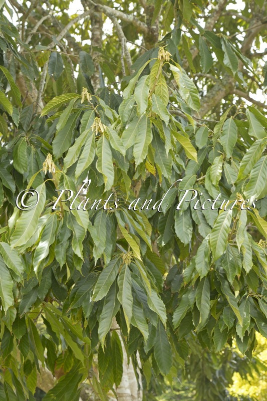 Lithocarpus kawakamii