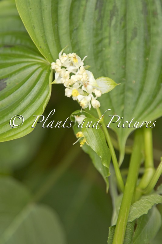 Streptolirion volubile