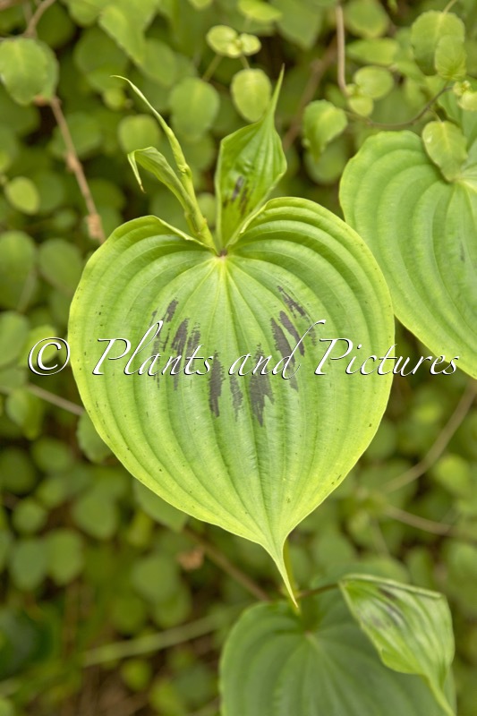 Streptolirion volubile