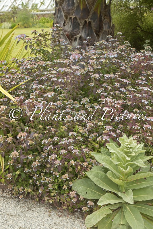 Hydrangea serrata ‘Tiara’