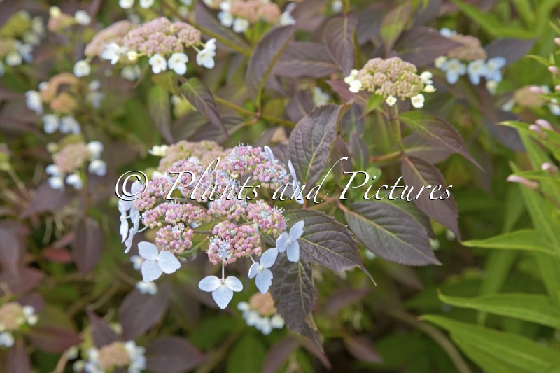 Hydrangea serrata ‘Tiara’