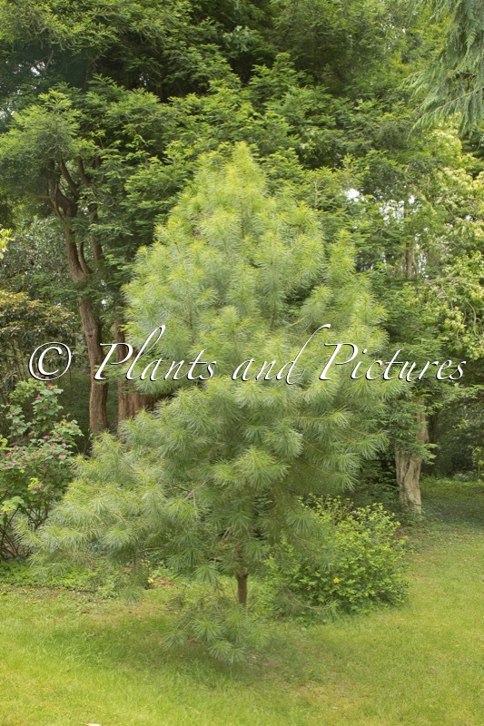 Cathaya argyrophylla