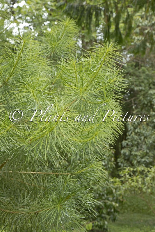 Cathaya argyrophylla