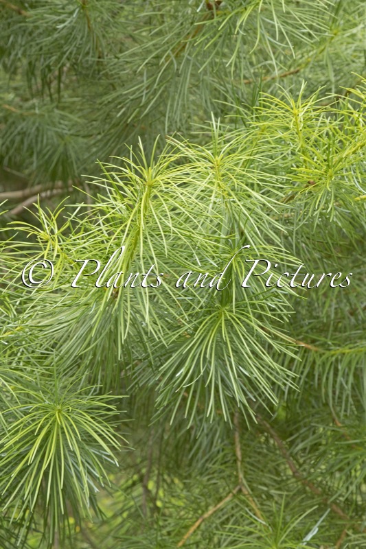 Cathaya argyrophylla