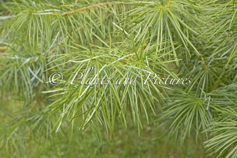 Cathaya argyrophylla