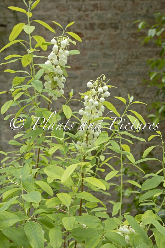 Zenobia pulverulenta