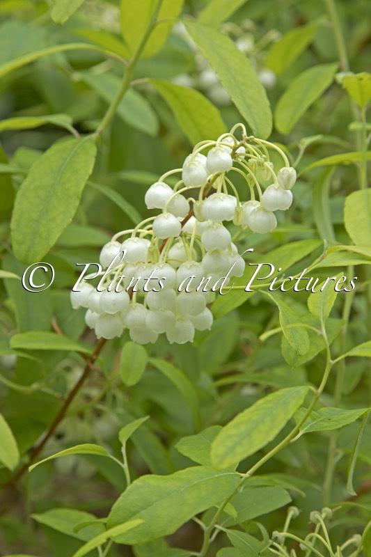 Zenobia pulverulenta