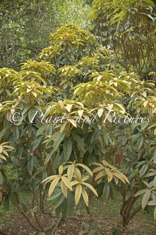 Rhododendron fansipanensis