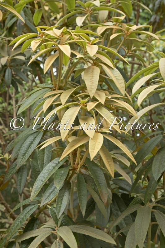 Rhododendron fansipanensis