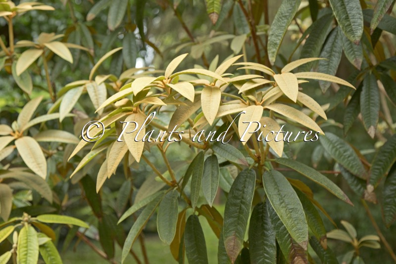Rhododendron fansipanensis