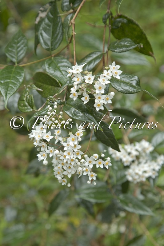 Deutzia multiradiata