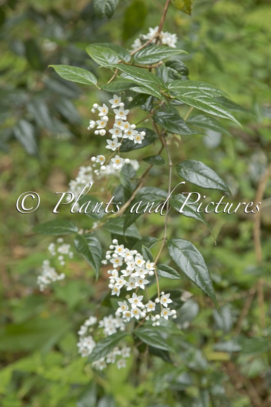 Deutzia multiradiata