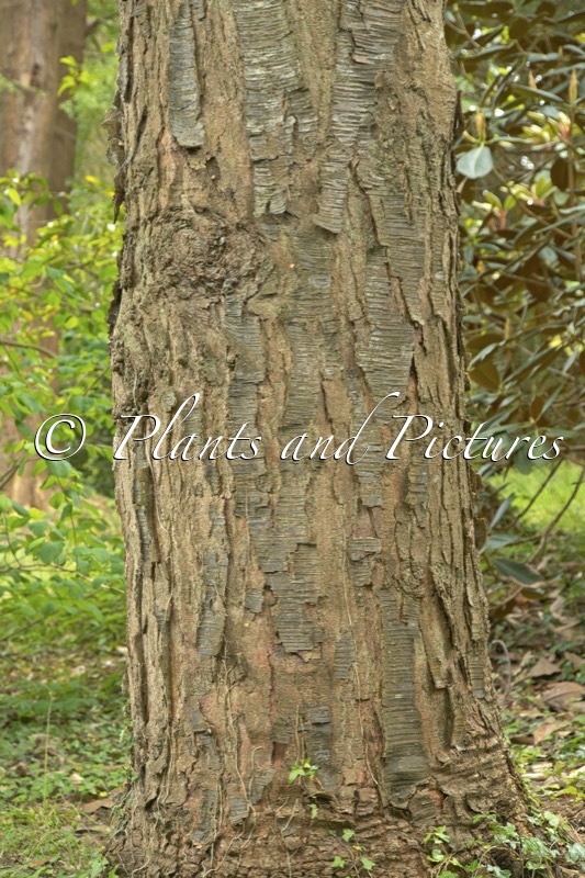 Nothofagus menziesii