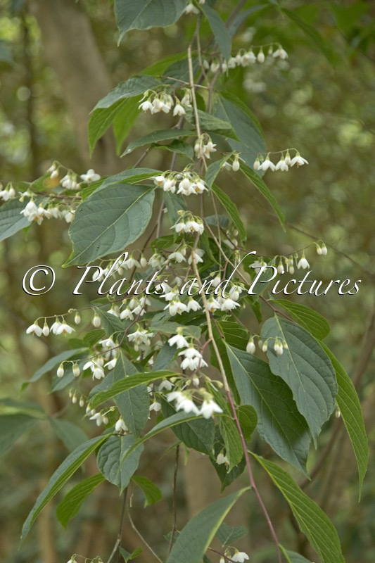 Styrax odoratissimus