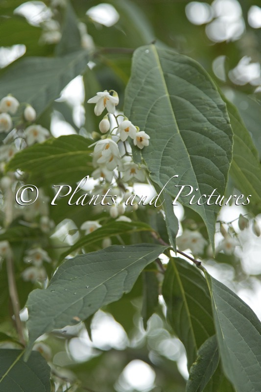 Styrax odoratissimus