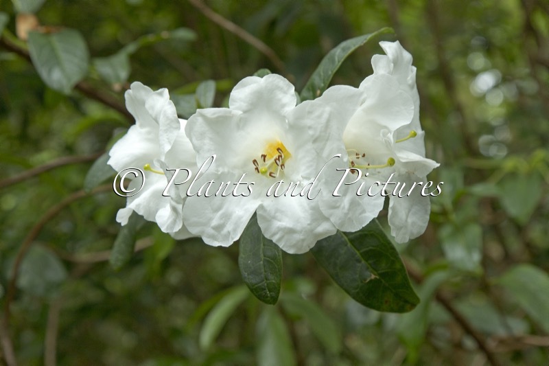 Rhododendron lindleyi