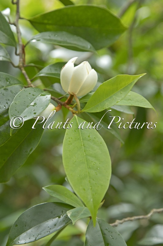 Magnolia foggii ‘Allspice’