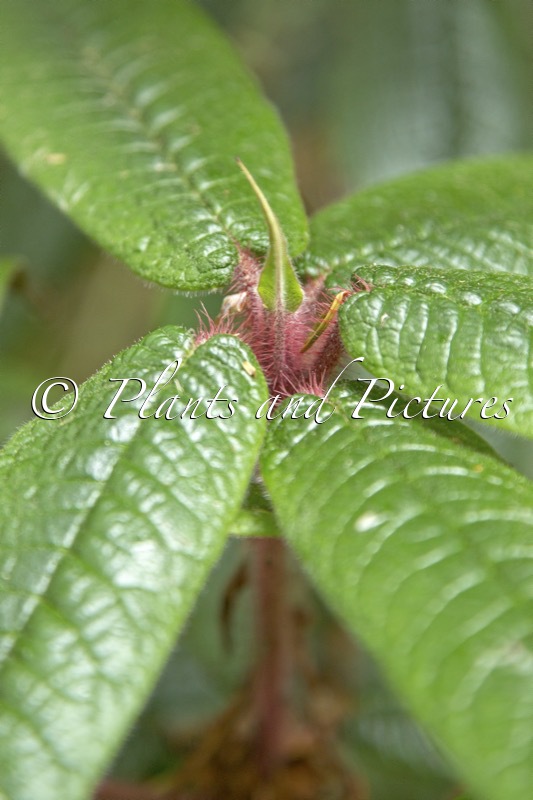 Rhododendron glischroides