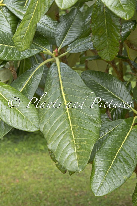 Rhododendron sinogrande