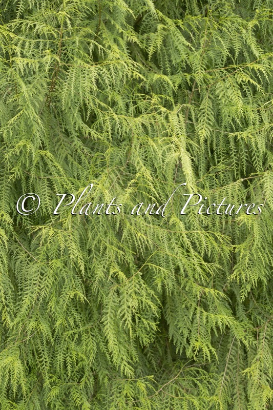 Cupressus funebris