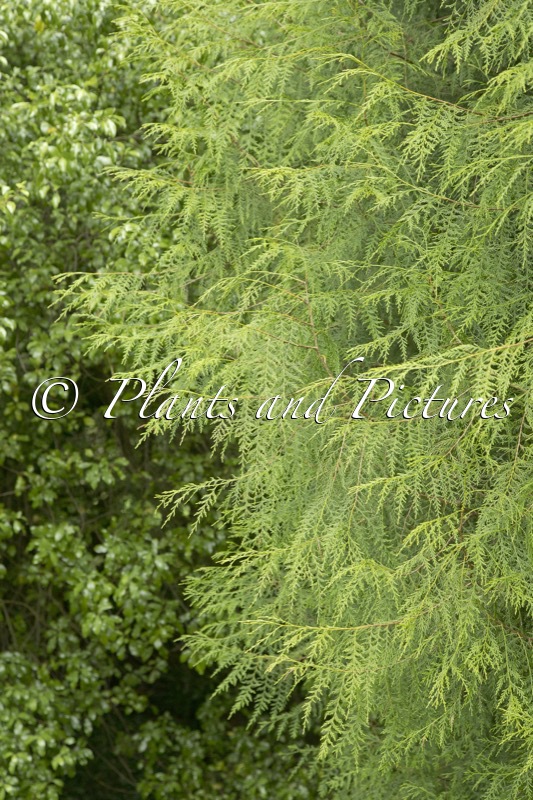 Cupressus funebris